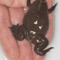 Western Clawed Frog